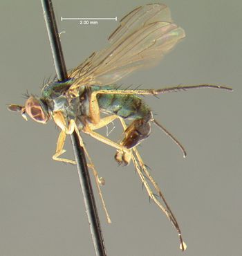 Media type: image;   Entomology 7619 Aspect: habitus lateral view